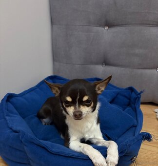 Pies czekoladowy Chihuahua - 4