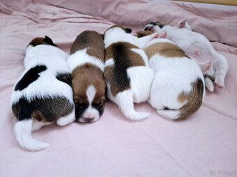 Ceylon Jack Russell Terrier FCI - 4