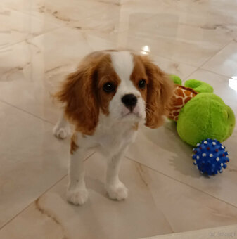 Cavalier King Charles Spaniel FCI (ZKwP) piesek - 4