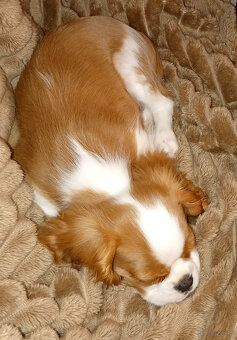 Cavalier King Charles Spaniel FCI (ZKwP) piesek - 4