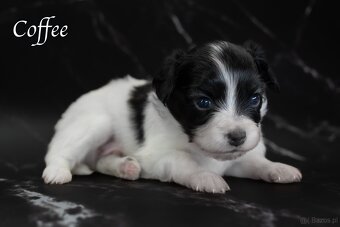 Spaniel kontynentalny miniaturowy – odmiana Phalène z rodowo - 4