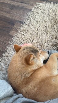 Piesek Shiba Inu - 4