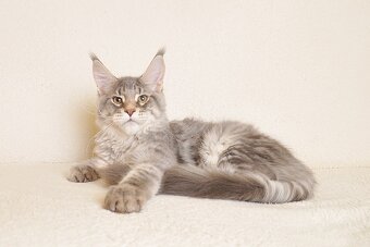 Śliczny kocurek Maine Coon PZF/WCF - LEGALNA HODOWLA - 4