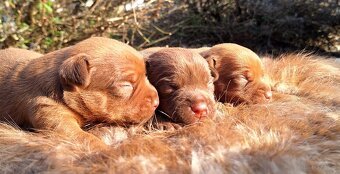 Szczeniaki Patterdale Terrier ZKWP FCI - 4
