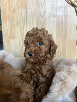 Toy Pudel – piękne szczenięta - 4