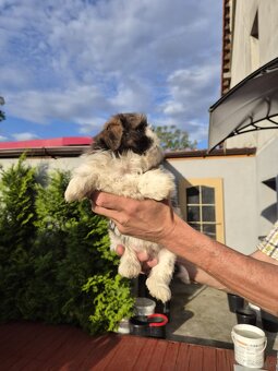 Domowe Czarusie pieski Shih-Tzu - 4