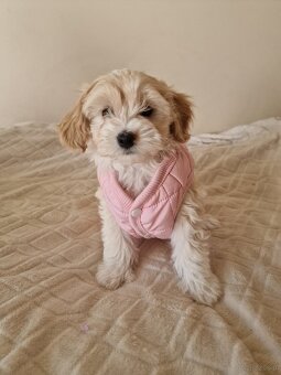 Maltipoo F1 - 4