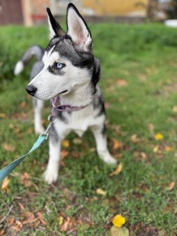 Śliczny Syberian husky szczenię z rodowodem - 4