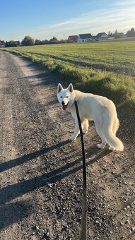 Biały Owczarek Szwajcarski - 4