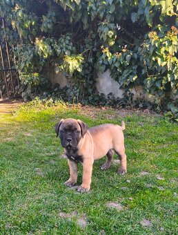 Bulmastif/ Bullmastiff s PP - 4