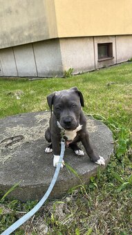 Amstaff Szczeniak - 4