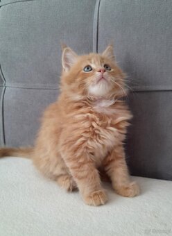 Maine coon - 4