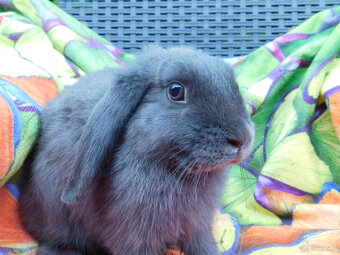 Baranek niebiesko - biały mini lop - 4