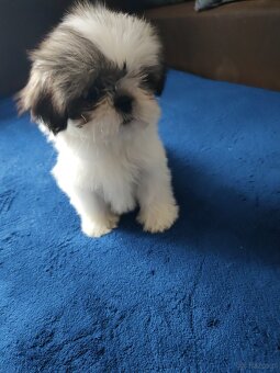 Suczka Shih-tzu - 4