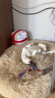 Jack Russell Terrier - 4
