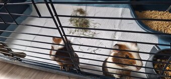 Dwa samce świnki morskiej wraz z wyposażeniem - 4