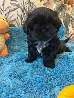 Shihtzu - 4