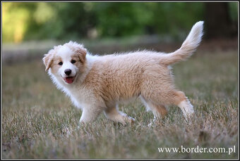 szczeniaki Border Collie psy suczki rodowód ZKwP FCI - 4
