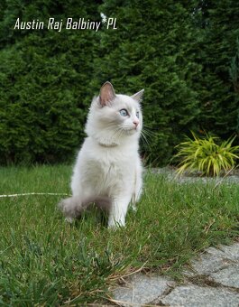 Ragdoll kocięta FPL - 4