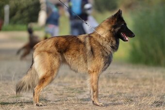 Owczarek Belgijski TERVUEREN FCI - 4