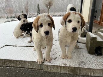 Szczeniaki owczarka środkowoazjatyckiego. - 4