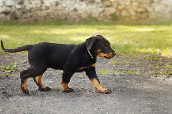 Beauceron samica z rodowodem - 4