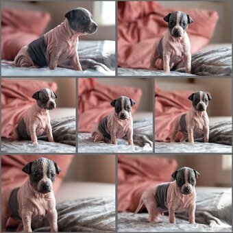 Amerykánski terier bezwłosy - 4