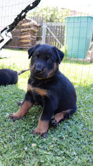 Beauceron Szczenięta z rodowodem - 4