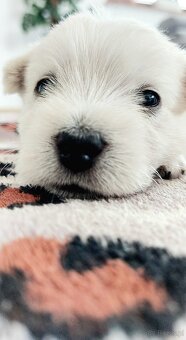 Szczeniak West Highland White Terrier - 4
