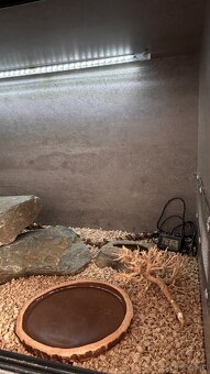 Dwa gekony wraz z terrarium - 4