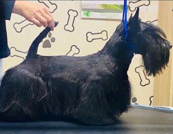 Terier Szkocki Scottish Terrier  piesek FCI - 4