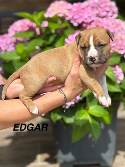 Amstaff - 4