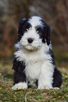 Bearded Collie - 4