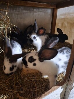 Sprzedam króliki mieszance srokacz i belg - 4