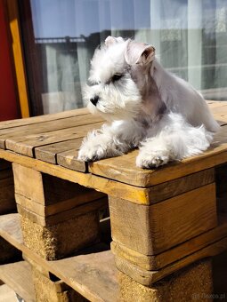 Schnauzer White miniatúrne - 4