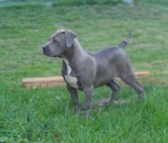 American bully XL - 4