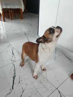 Sprzedam Buldoga Francuskiego suczka - 4