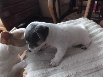 Jack Russell terrier - 4
