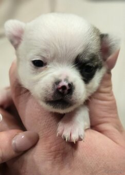 Chihuahua-wyjątkowe pieski, rodowód. - 4