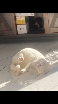 Biała kotka Khao Manee - 4