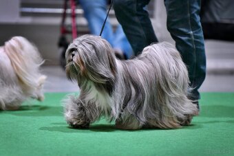 LHASA APSO szczenieta s PP - 4