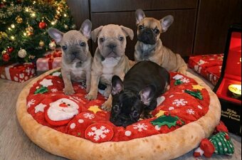 Buldog francuski – piękne szczenięta - 4