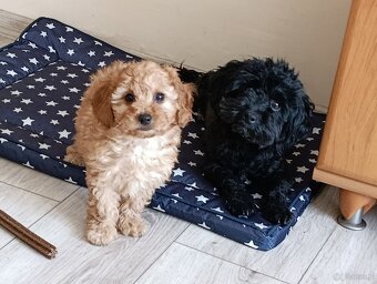 Maltipoo ostatnia suczka - 4