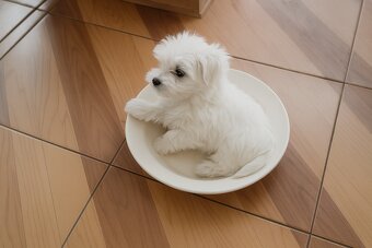 Śliczne maltańczyki - 4