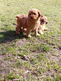 Cavapoo szczenięta - 4