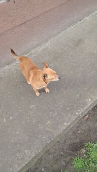 Mały pies do wydania - 4