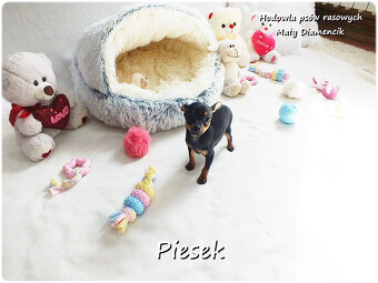 Pinczer miniaturowy- Ratlerek, tzw.sarenka, MINI Piesek nr1 - 4