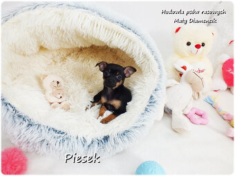 Pinczer miniaturowy- Ratlerek /tzw.sarenka, MINI Piesek nr2 - 4