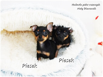 Mini Piesek Pinczer miniaturowy, tzw. Ratlerek Sarenka do RE - 4