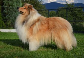 OWCZAREK SZKOCKI DŁUGOWŁOSY SUCZKA - 4